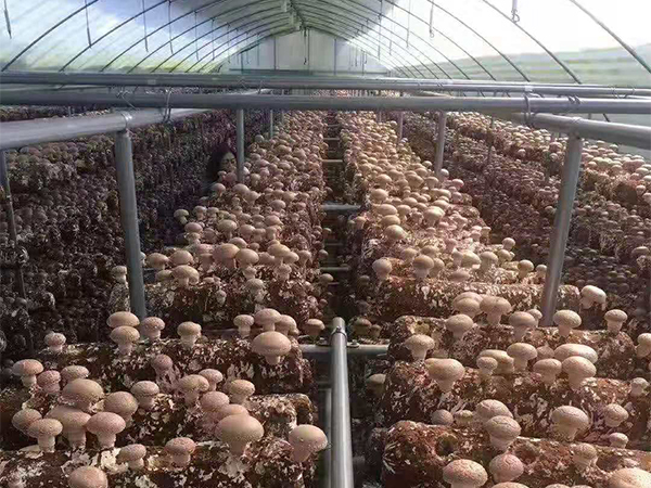 香菇大棚-香菇鋼架大棚