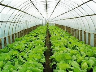 農(nóng)業(yè)蔬菜溫室大棚